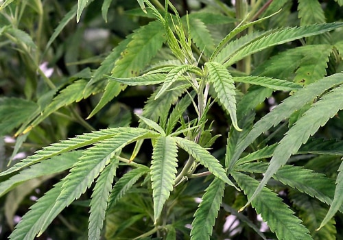 The Potential Benefits of Cannabis Legalization in Pasco, Washington