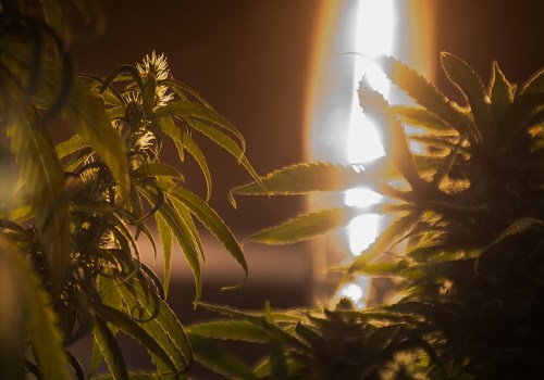 The Ongoing Debate Over Cannabis Legalization in Pasco, Washington