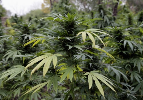 The Impact of Neighboring Cities and States on Cannabis Advocacy in Pasco, Washington: An Expert's Perspective