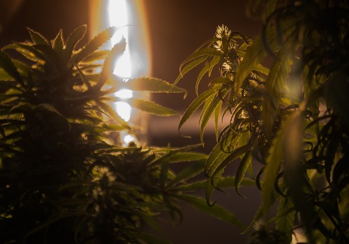 The Growing Support for Cannabis Advocacy in Pasco, Washington