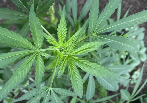 Navigating Cannabis Regulations in Pasco, Washington